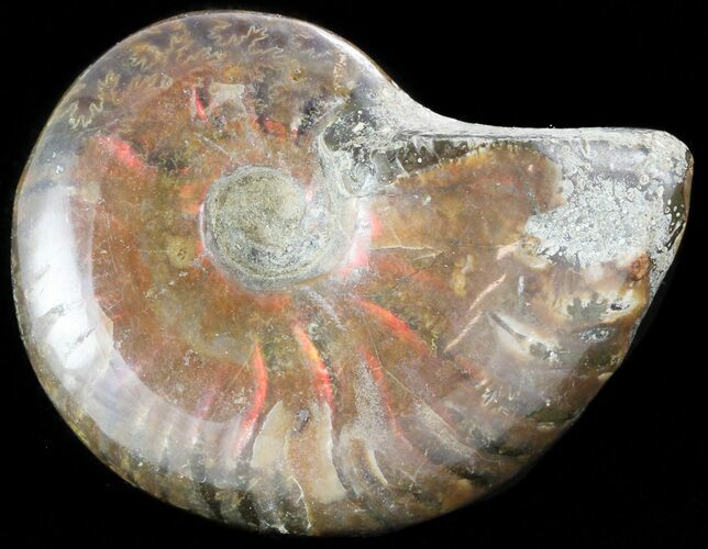 Flashy Red Iridescent Ammonite - Wide #45787